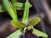 Ophrys massiliensis 14, Saxifraga-Hans Dekker
