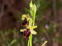 Ophrys massiliensis 15, Saxifraga-Hans Dekker