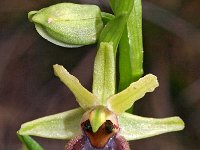 Ophrys massiliensis 16, Saxifraga-Hans Dekker