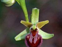 Ophrys massiliensis 2, Saxifraga-Hans Dekker