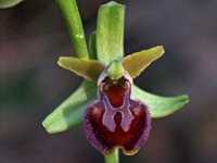 Ophrys massiliensis 3, Saxifraga-Hans Dekker
