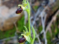 Ophrys massiliensis 5, Saxifraga-Hans Dekker