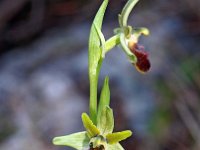 Ophrys massiliensis 6, Saxifraga-Hans Dekker