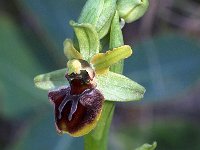 Ophrys massiliensis 7, Saxifraga-Hans Dekker