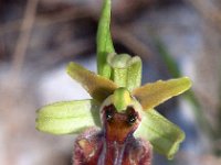 Ophrys massiliensis 8, Saxifraga-Hans Dekker