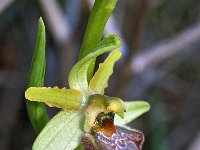 Ophrys massiliensis 9, Saxifraga-Hans Dekker