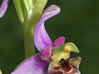 Ophrys medea 1, Saxifraga-Hans Dekker