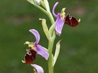 Ophrys medea 2, Saxifraga-Hans Dekker