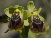 Ophrys melena 3, Saxifraga-Willem van Kruijsbergen