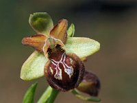 Ophrys minipassionis 1, Saxifraga-Hans Dekker