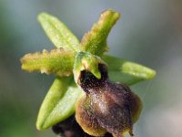 Ophrys minipassionis 10, Saxifraga-Hans Dekker