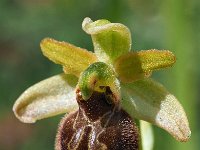 Ophrys minipassionis 11, Saxifraga-Hans Dekker