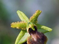Ophrys minipassionis 12, Saxifraga-Hans Dekker