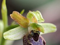 Ophrys minipassionis 2, Saxifraga-Hans Dekker