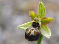 Ophrys minipassionis 3, Saxifraga-Hans Dekker