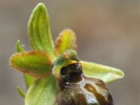 Ophrys minipassionis 4, Saxifraga-Hans Dekker