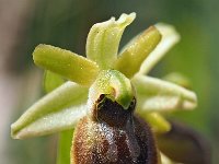 Ophrys minipassionis 5, Saxifraga-Hans Dekker
