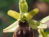 Ophrys minipassionis 6, Saxifraga-Hans Dekker
