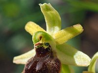 Ophrys minipassionis 7, Saxifraga-Hans Dekker