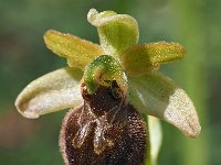Ophrys minipassionis 8, Saxifraga-Hans Dekker