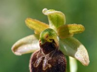Ophrys minipassionis 9, Saxifraga-Hans Dekker