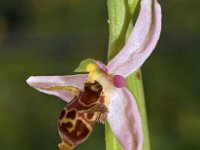 Ophrys minuscula 2, Saxifraga-Hans Dekker