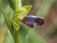Ophrys mirabilis 2, Saxifraga-Hans Dekker