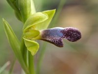 Ophrys mirabilis 3, Saxifraga-Hans Dekker