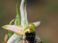 Ophrys montis-leonis 1, Saxifraga-Hans Dekker