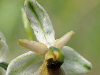 Ophrys montis-leonis 2, Saxifraga-Hans Dekker