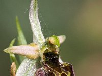 Ophrys montis-leonis 3, Saxifraga-Hans Dekker