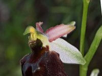 Ophrys morisii 1, Saxifraga-Hans Dekker