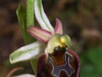 Ophrys morisii 3, Saxifraga-Hans Dekker