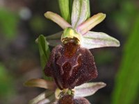 Ophrys morisii 4, Saxifraga-Hans Dekker