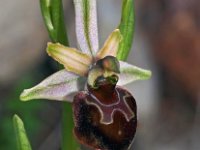 Ophrys morisii 5, Saxifraga-Hans Dekker