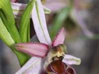 Ophrys morisii 6, Saxifraga-Hans Dekker