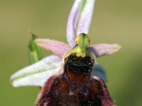 Ophrys morisii 7, Saxifraga-Hans Dekker