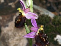 Ophrys morisii 8, Saxifraga-Hans Dekker