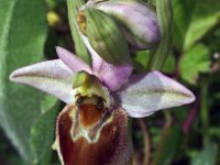 Ophrys neglecta 3, Saxifraga-Hans Dekker