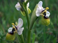 Ophrys neglecta 4, Saxifraga-Hans Dekker