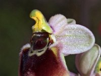 Ophrys normanii 1, Saxifraga-Hans Dekker