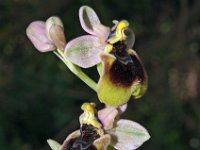 Ophrys normanii 11, Saxifraga-Hans Dekker