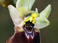 Ophrys normanii 13, Saxifraga-Hans Dekker