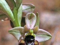 Ophrys normanii 14, Saxifraga-Hans Dekker