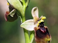 Ophrys normanii 15, Saxifraga-Hans Dekker