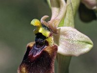 Ophrys normanii 16, Saxifraga-Hans Dekker