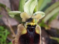 Ophrys normanii 5, Saxifraga-Hans Dekker