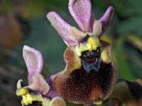 Ophrys normanii 6, Saxifraga-Hans Dekker