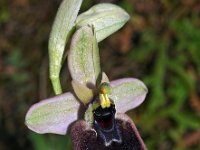 Ophrys normanii 7, Saxifraga-Hans Dekker