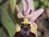Ophrys normanii 8, Saxifraga-Hans Dekker